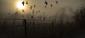 Braidwood - Ducks in the mist