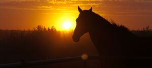 Dublin South Australia - Sunset Horse