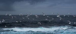 Cape Banks Seal Gulls Pacific Coast