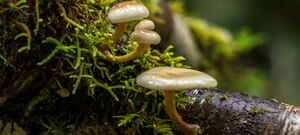 Fungi - Tutoko River - Milford Sound - New Zealand