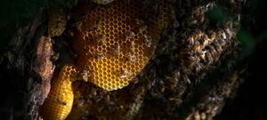 Wild Bee Hive